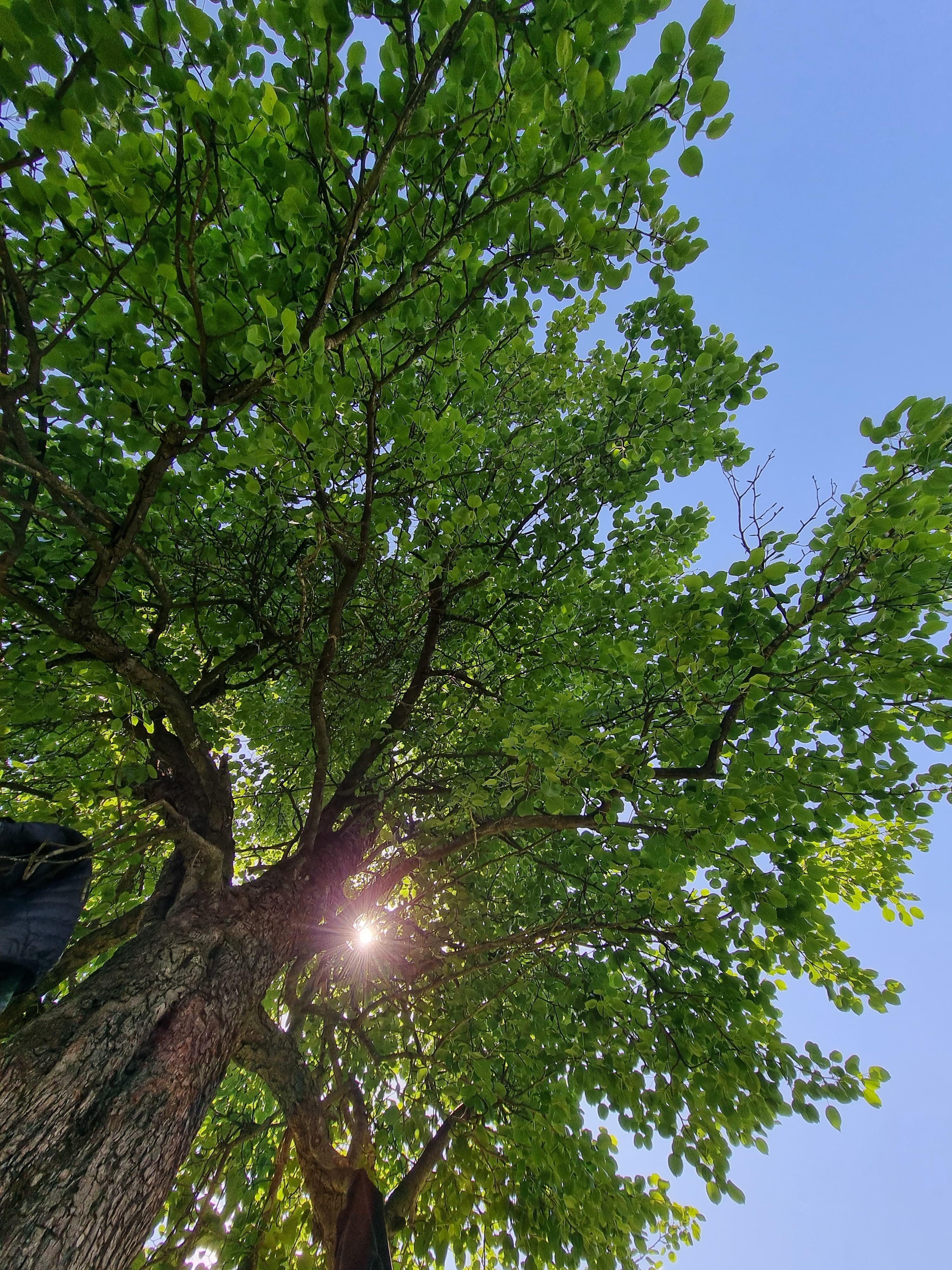 Looking up through a deodar canopy at Fruiting Acres, green leaves filtering high sun.