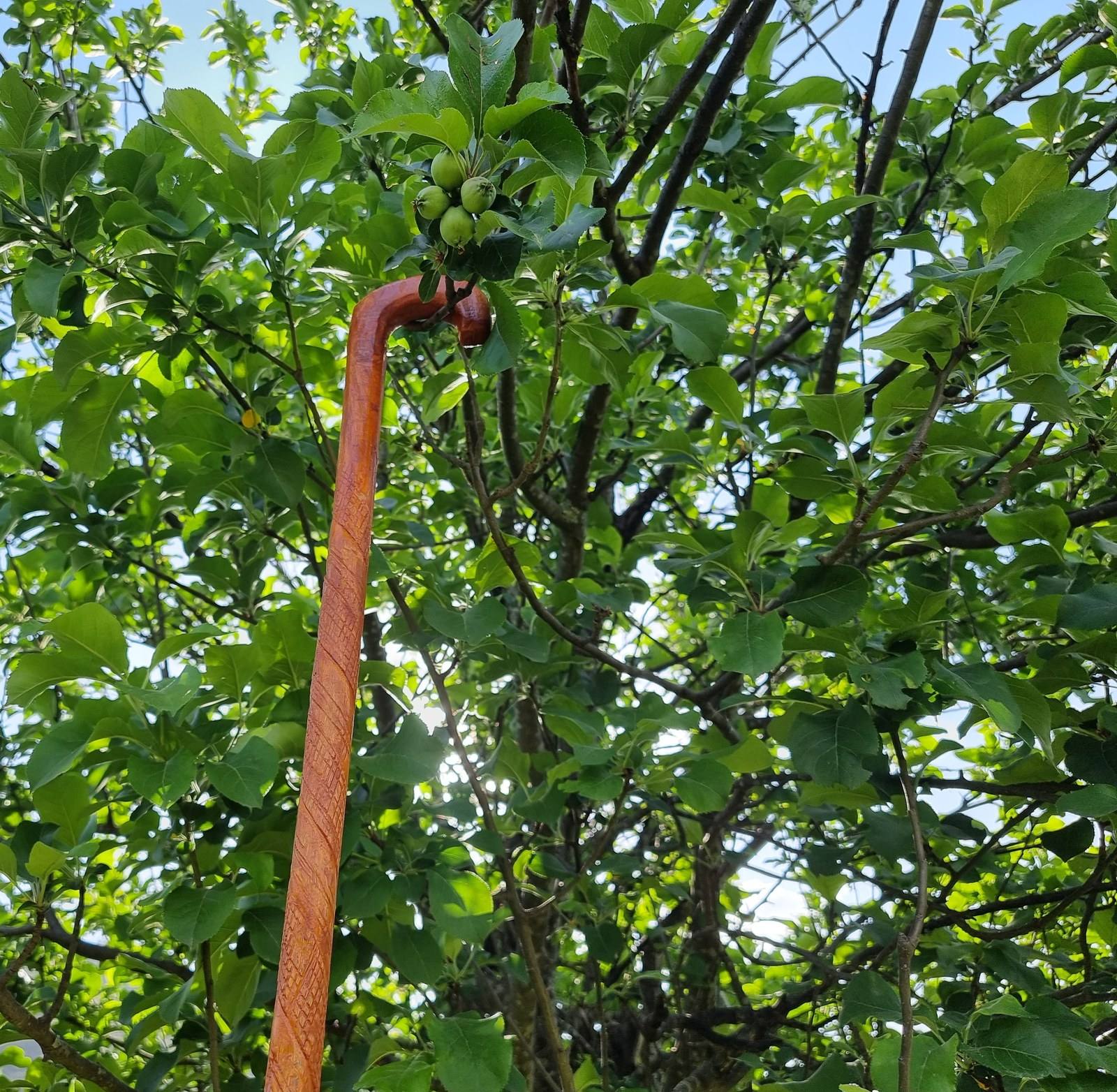 A wooden staff leaning against an apple tree with small green fruits forming, sunlight filtering through the canopy.