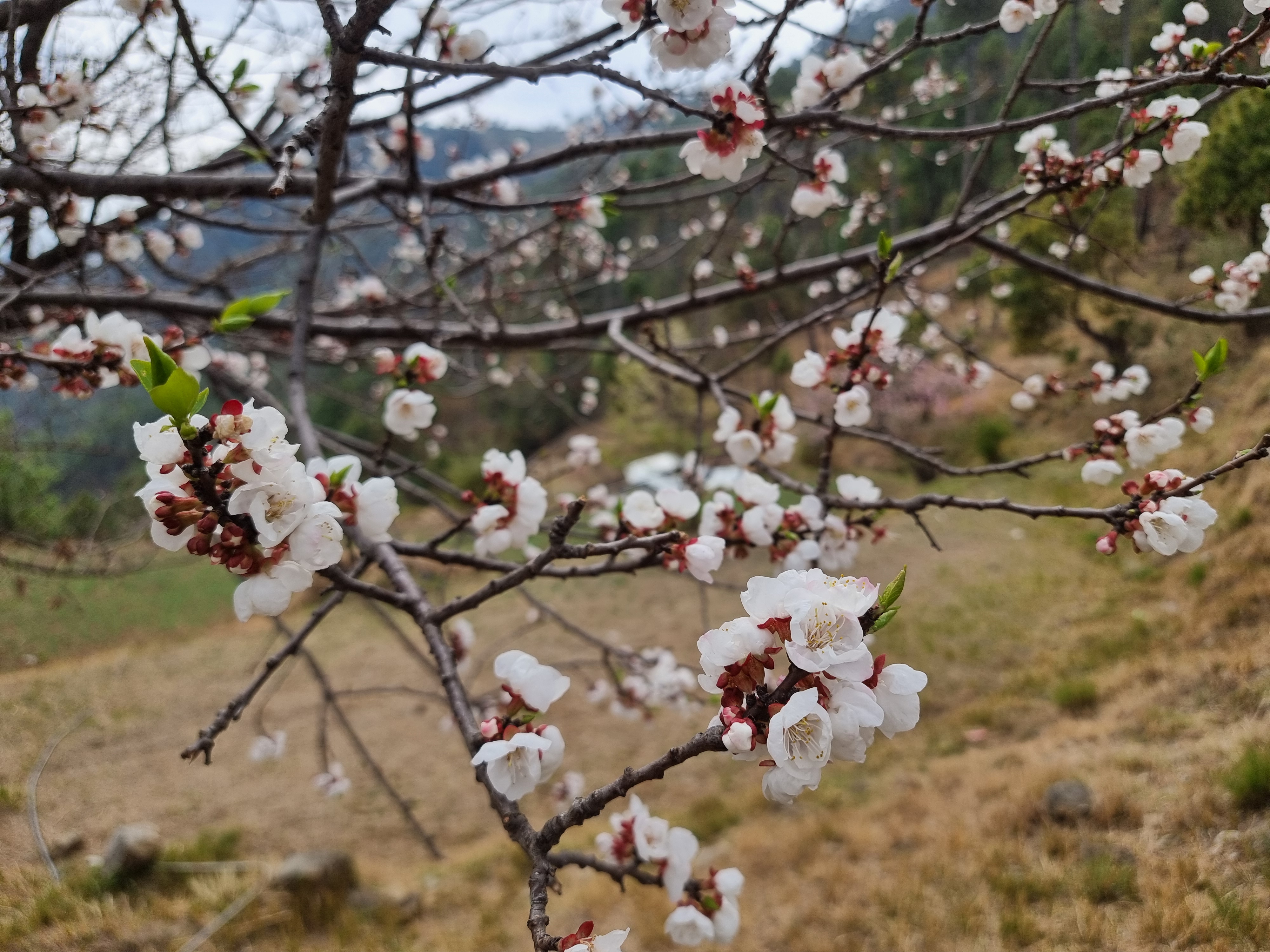 Apricot in bloom