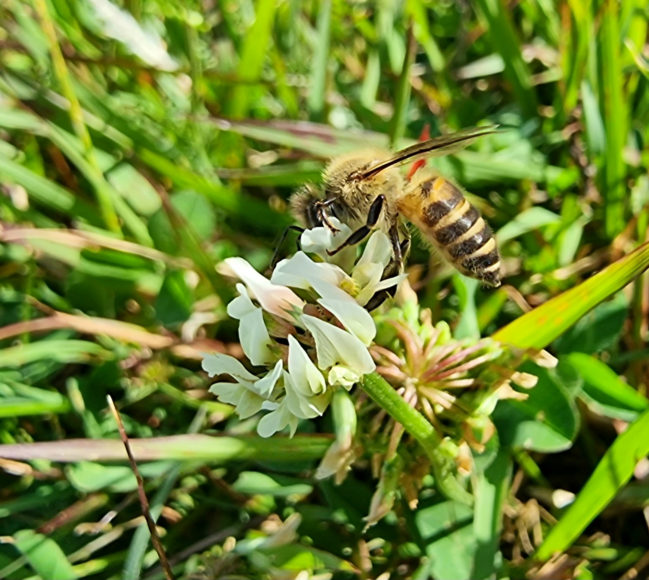 Honeybee at work