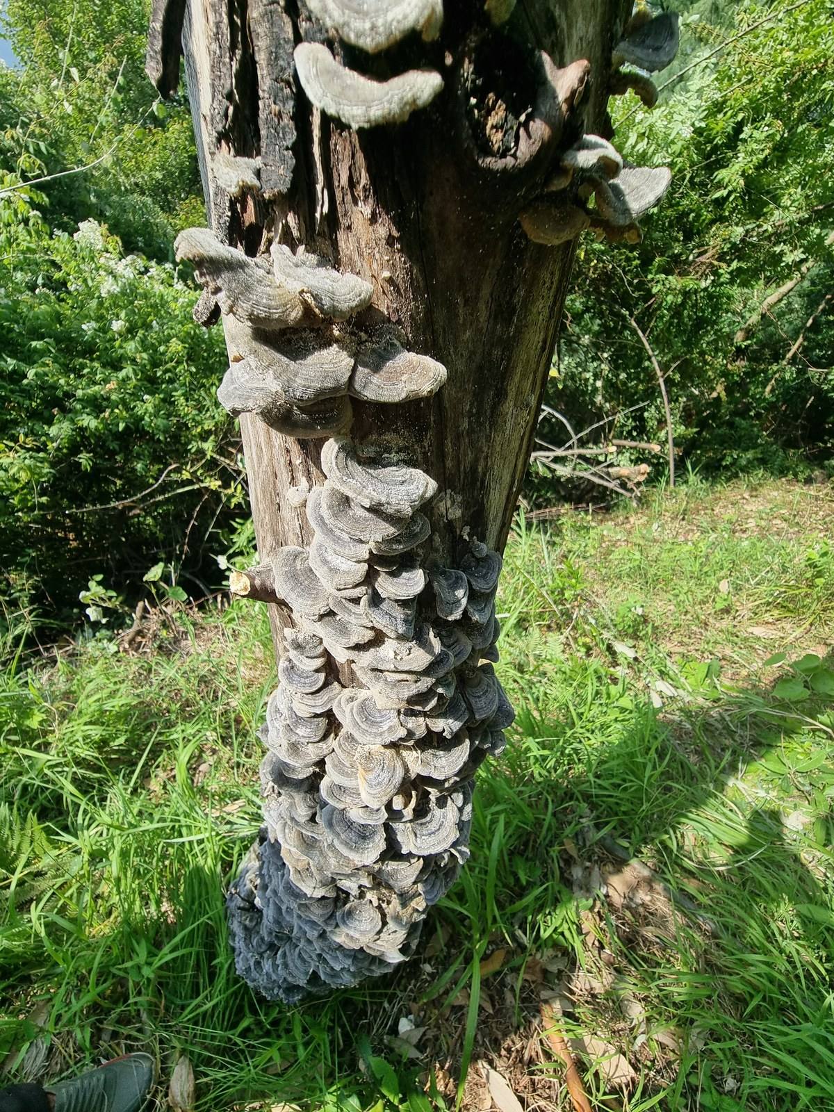 A fallen log carpeted in overlapping bracket fungi, grey and fan-shaped, surrounded by green grass and leaf litter.