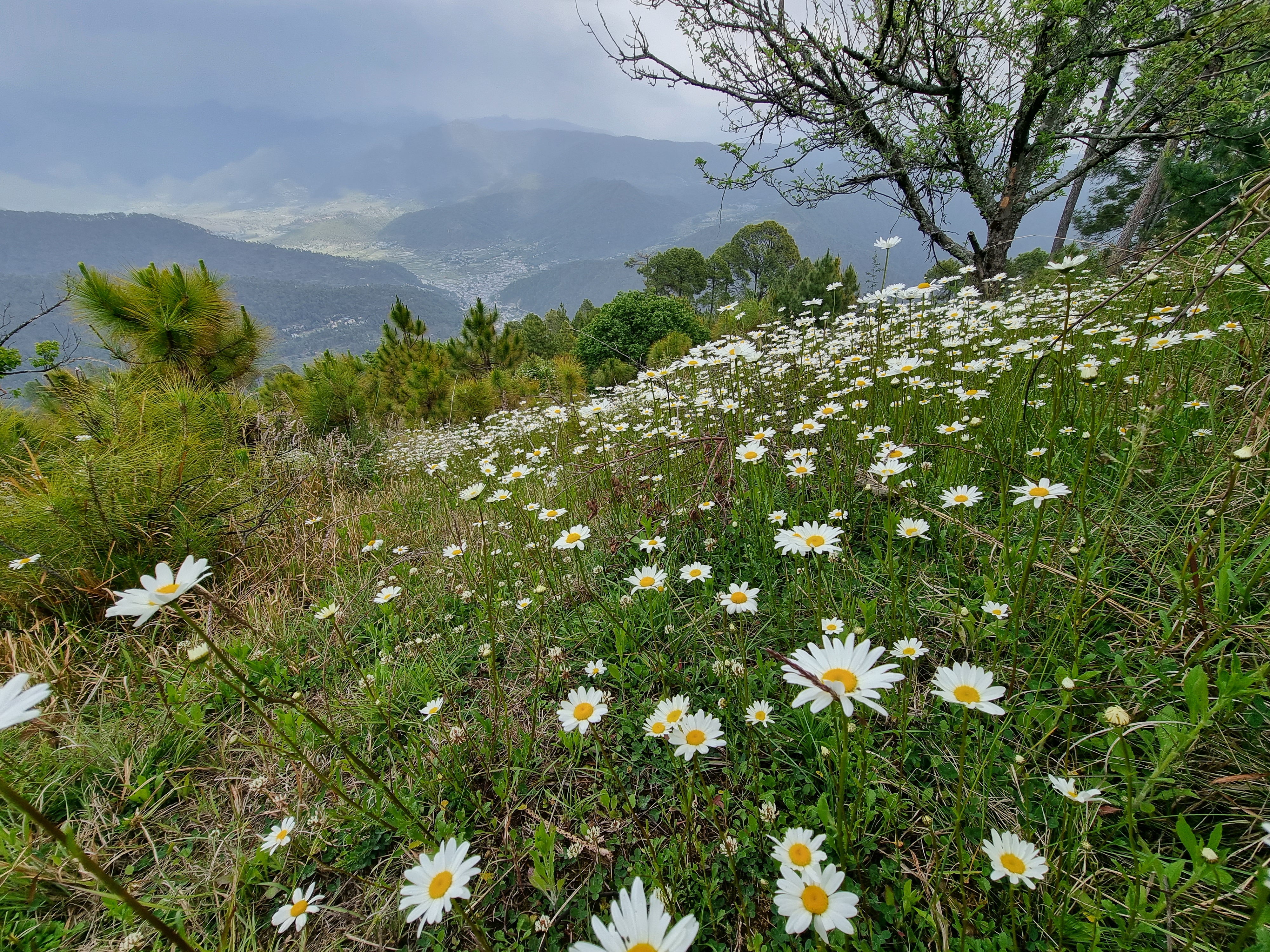 The daisy meadow