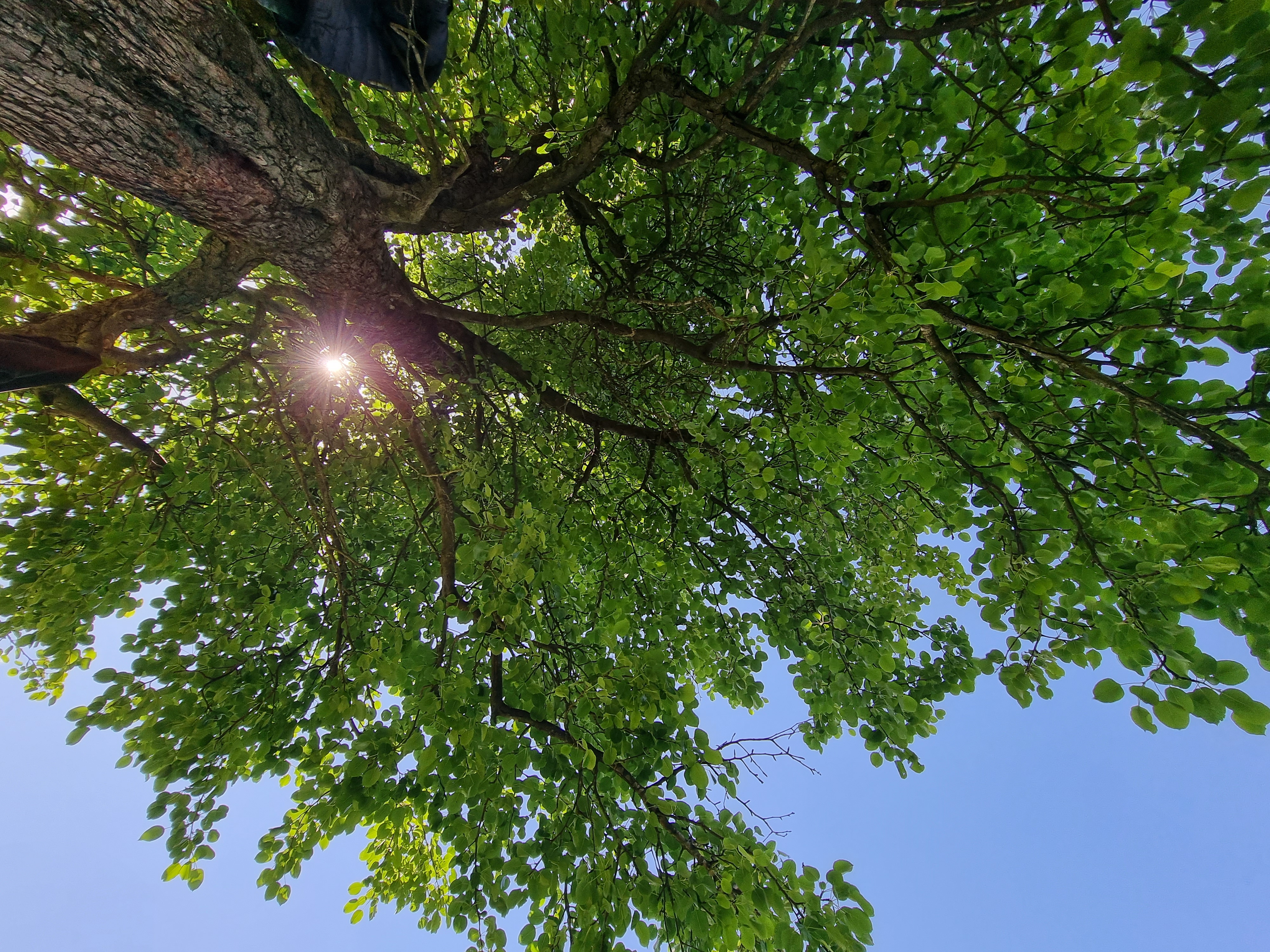 Looking up