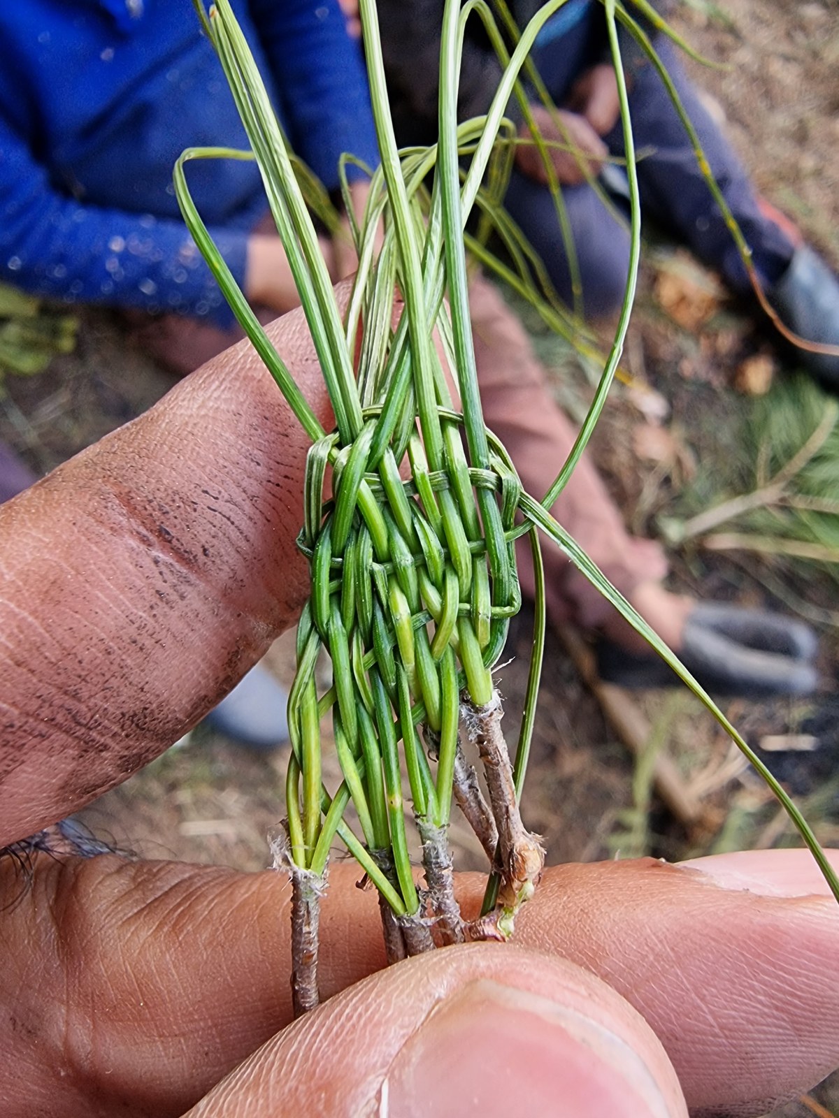 Close-up of hands demonstrating a traditional binding technique, weaving green shoots tightly around a twig.
