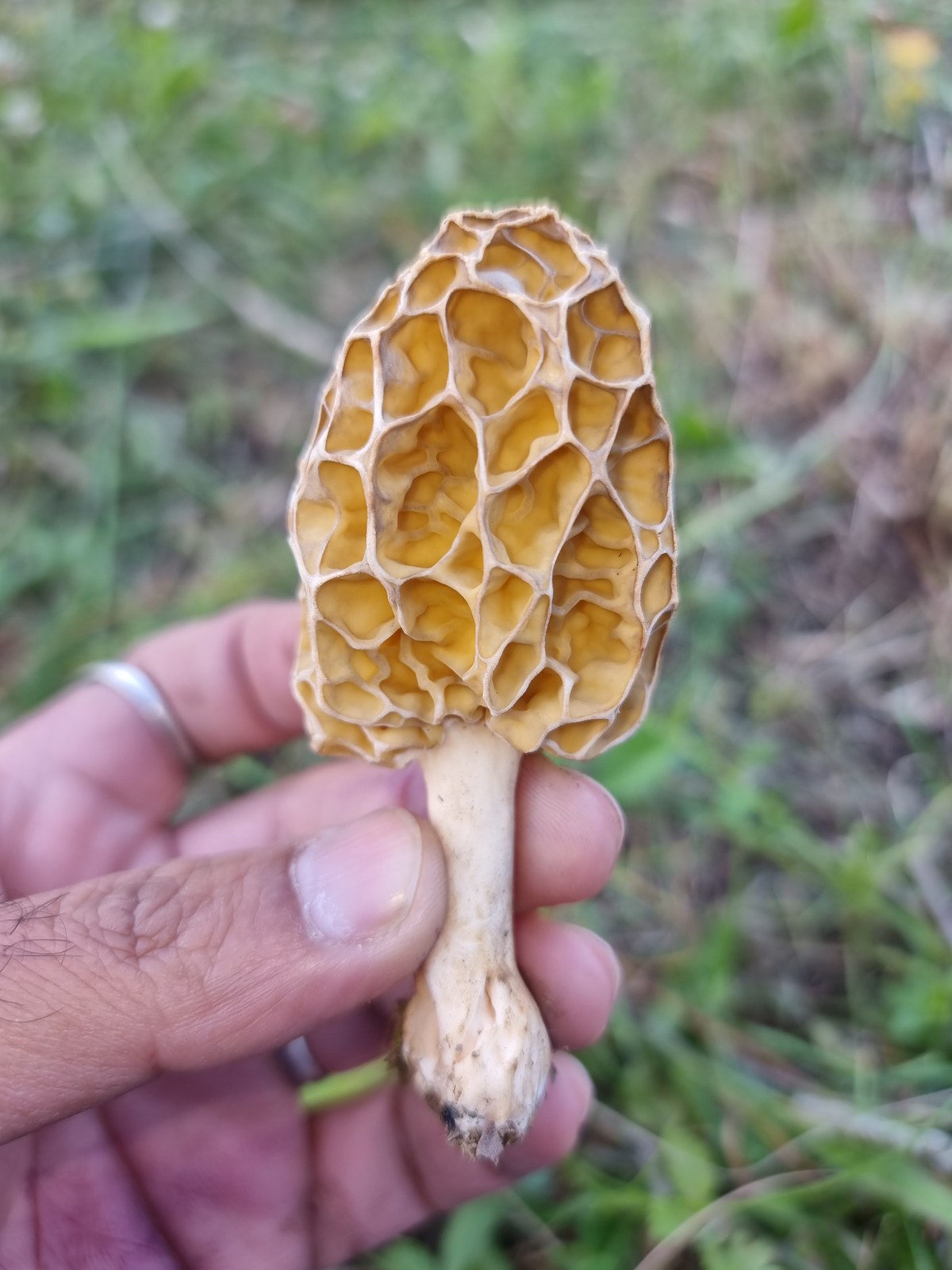 A hand holding a golden-brown morel mushroom, honeycomb cap visible, green grass in the background.