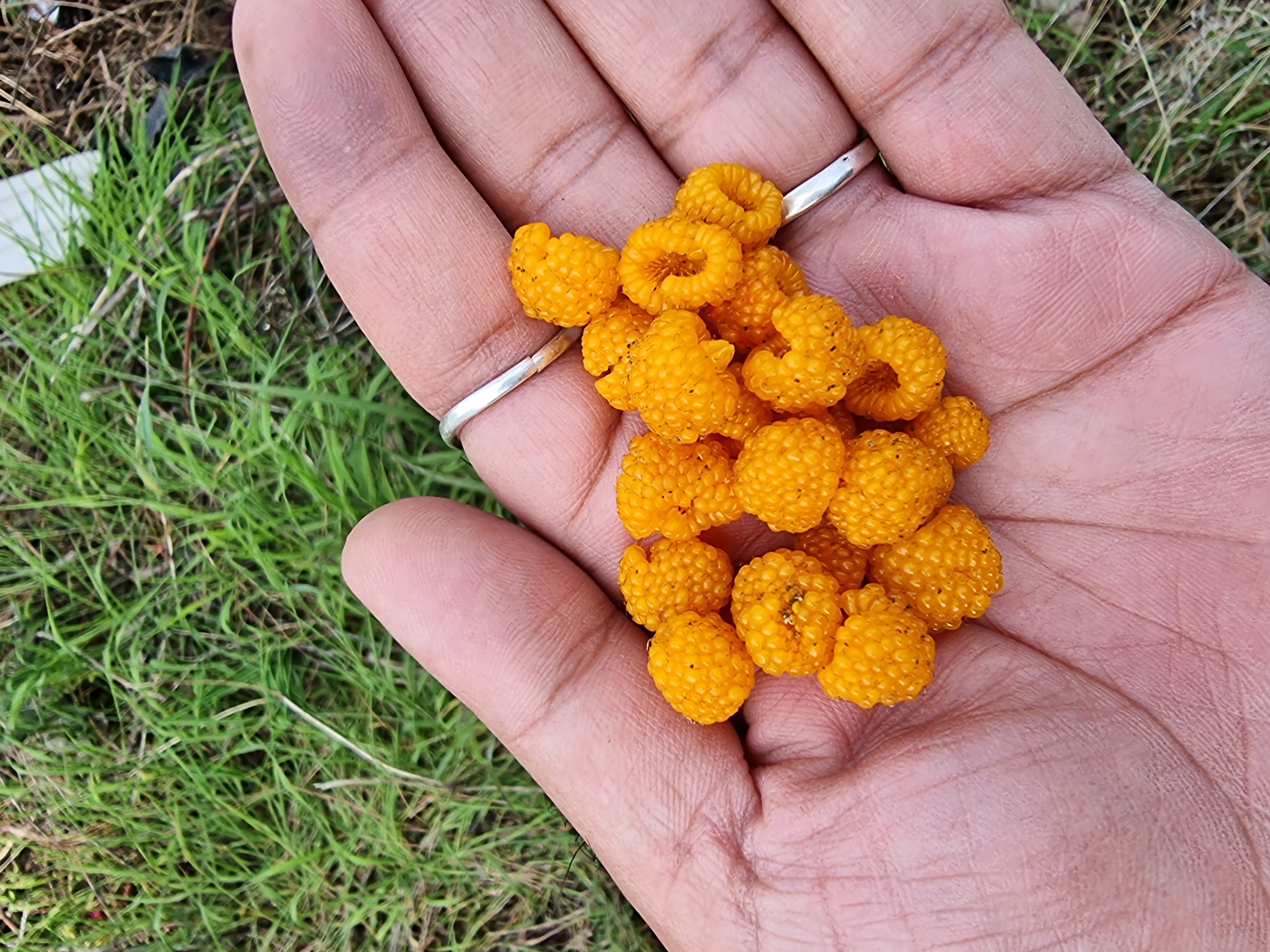 Wild yellow raspberries