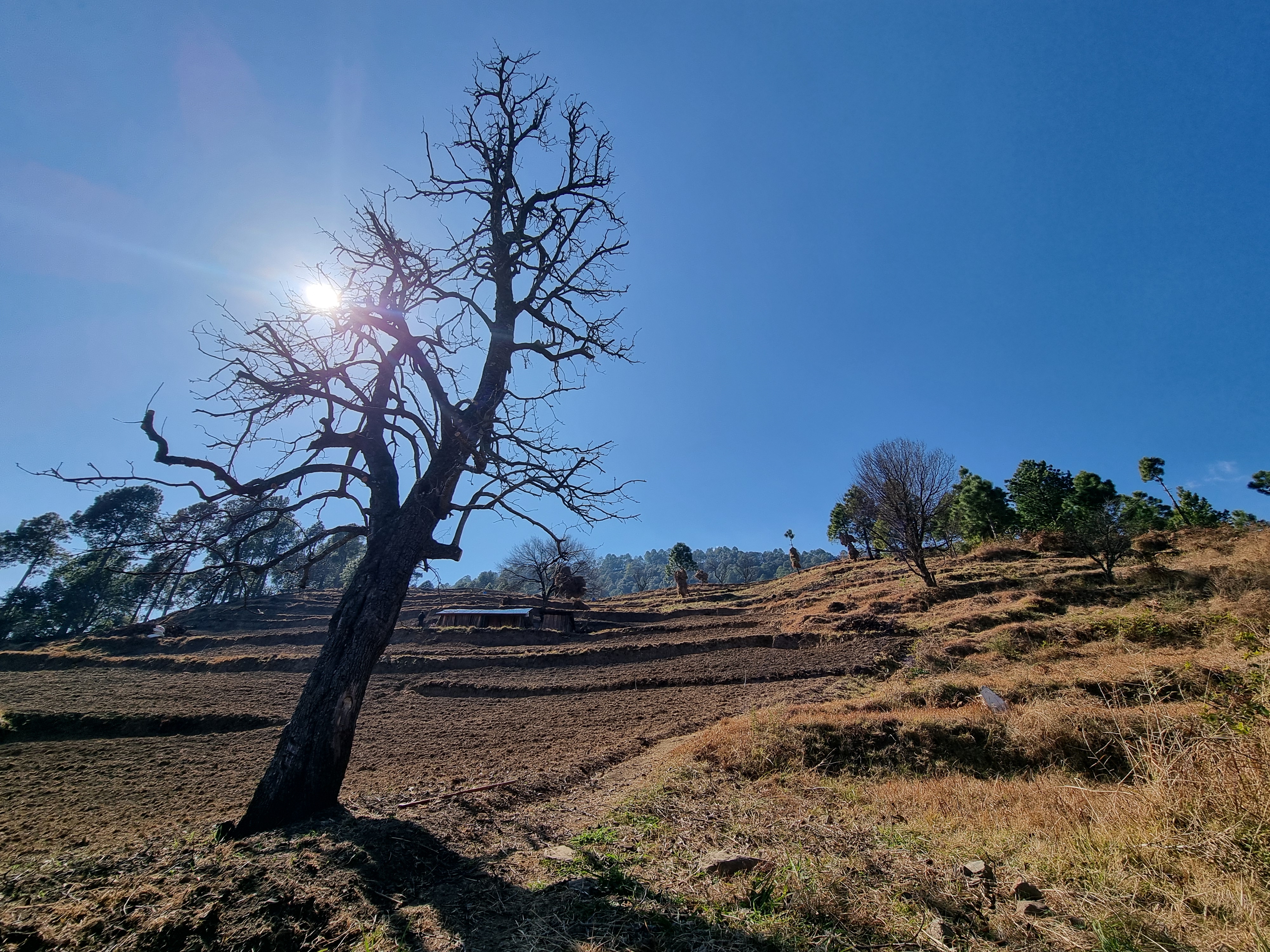 A bare-tree winter